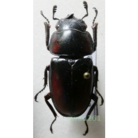 Prosopocoilus mirabilis Boileau, 1904 female +25mm Tanzania2